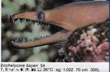 Enchelycore bayeri